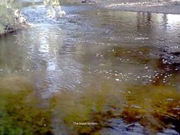 the trout stream