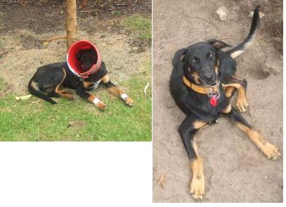 Banjo bucketed Buddha muzzled