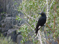 Currawong