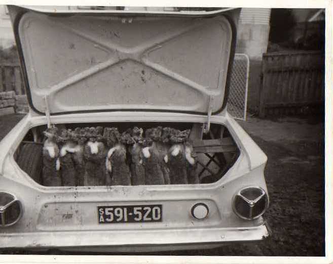 rabbits
