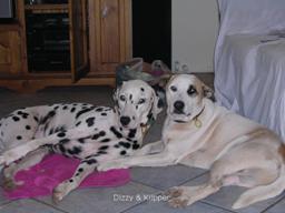 Jim's dogs